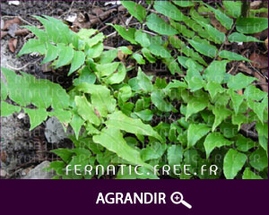 Cyrtomium fortunei 'clivicola'