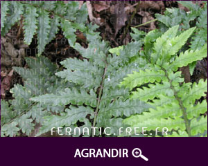 Dryopteris pycnopteroides