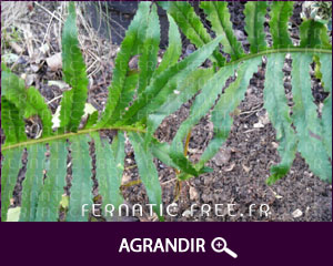 Polypodium australe 'omnilacerum Oxford'